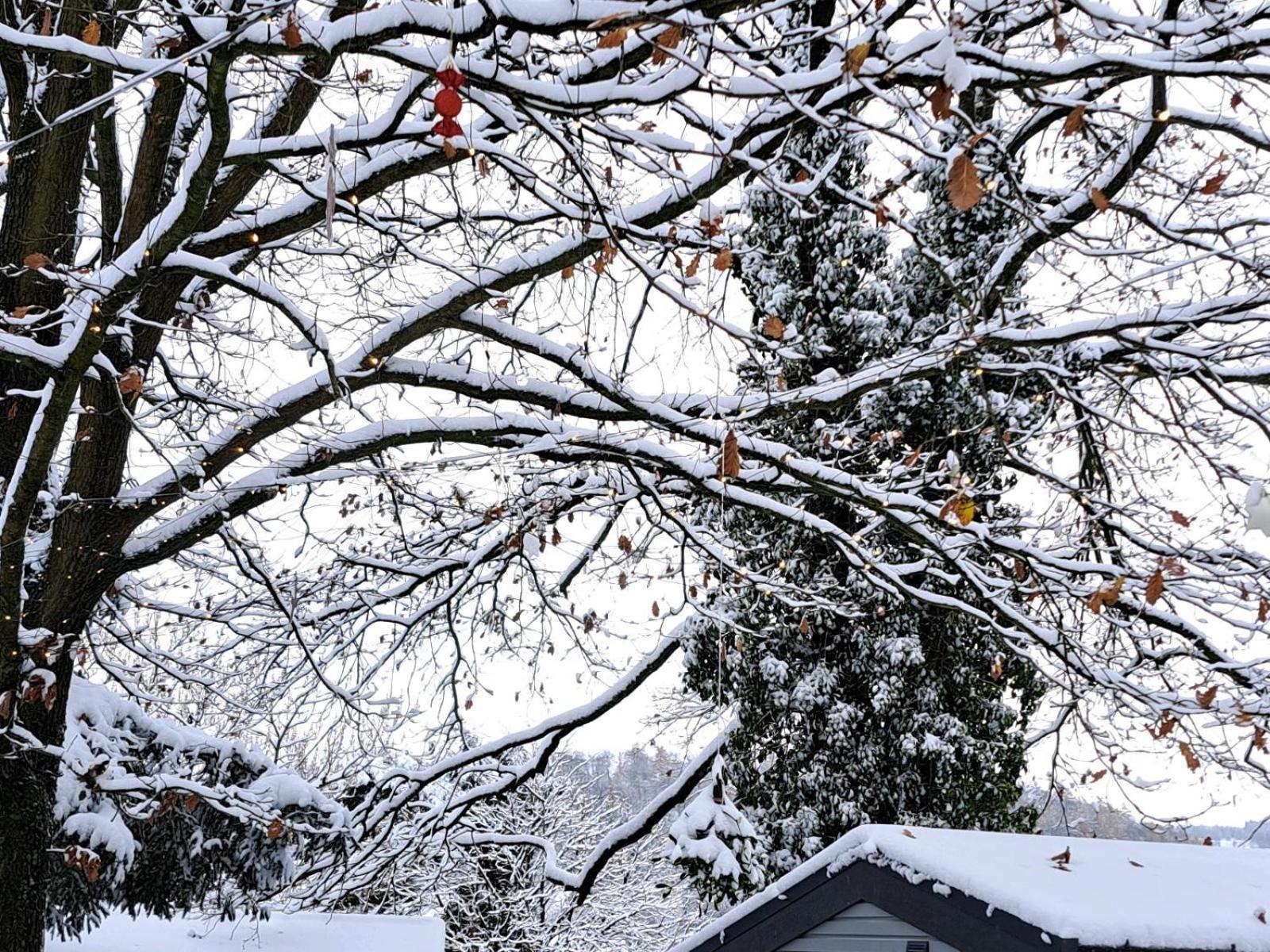 Sauerland-Tinyworld - Ihr Tiny Ferienhaus Im Sauerland Am Diemelsee Eksteriør bilde